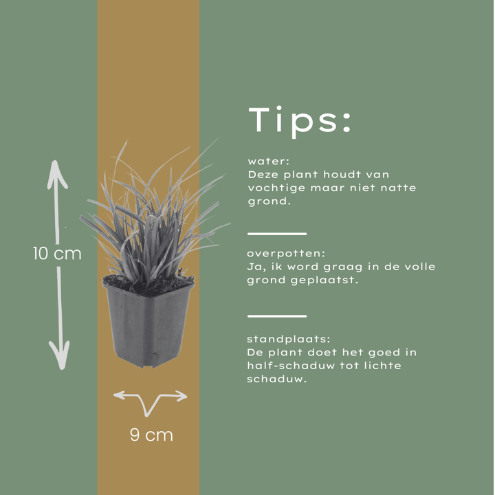 24x Carex morrowii - ↕10-25cm - Ø9cm