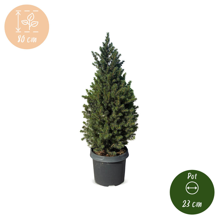 Picea glauca Conica Dwarf Alberta Spruce Christmas tree in 23 cm container, image 5