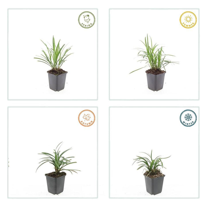 Liriope Muscari Monroe White - Evergreen Groundcover Plants