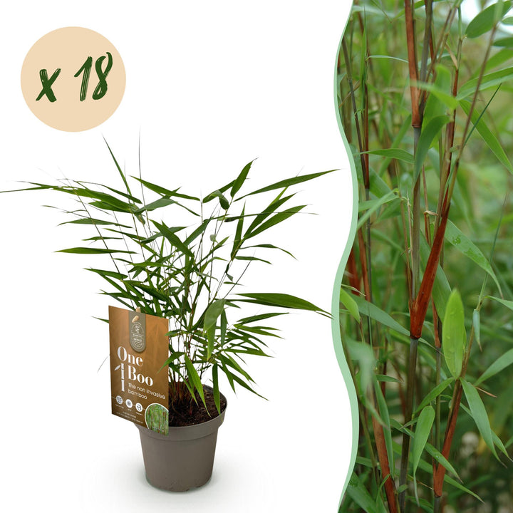 18 Fargesia Asian Wonder clumping bamboo plants in 14cm pots