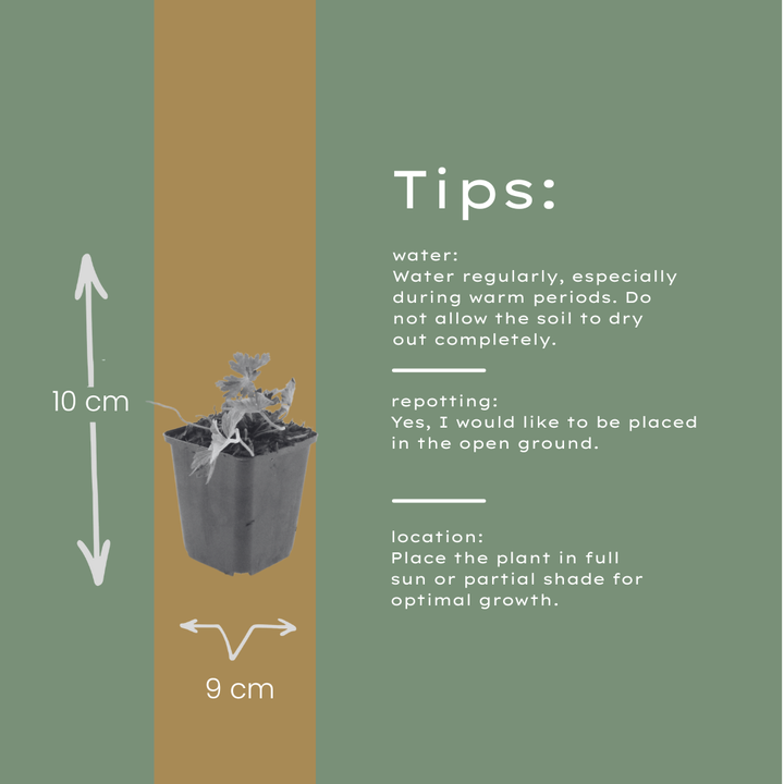 12x Geranium 'Azure Rush' - ↕10-25cm - Ø9cm