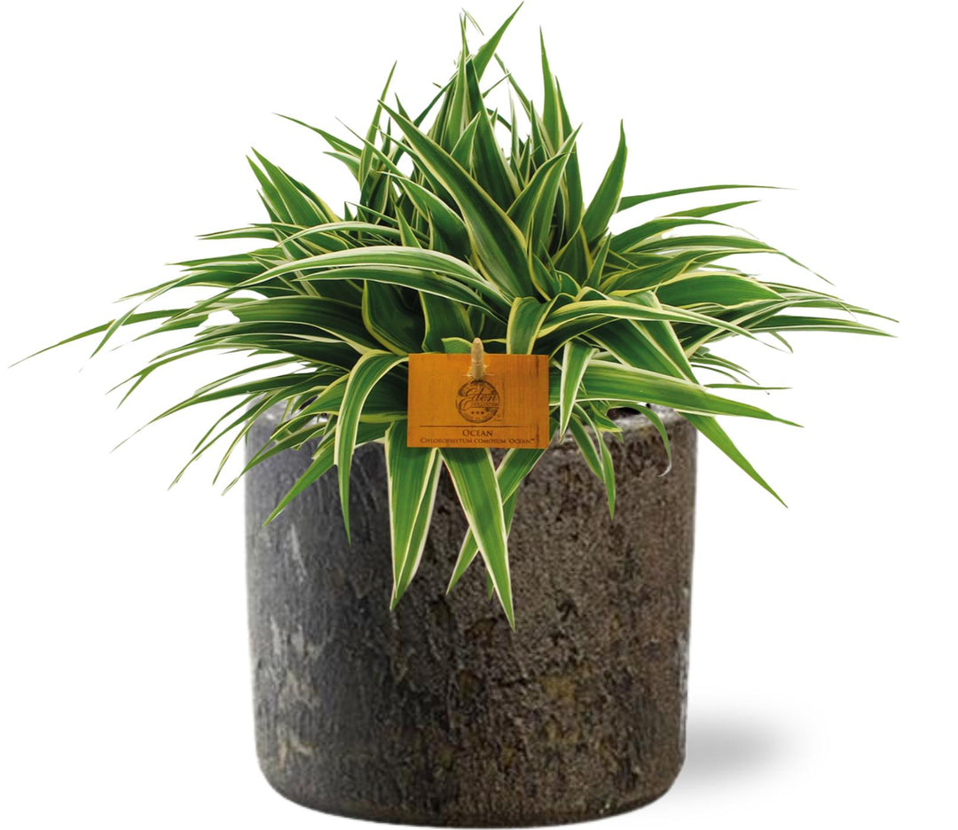 Chlorophytum Ocean - Ø15cm - ↕25cm + Maas Pot D16x14cm - Brown