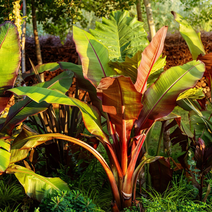 Pack of 6 Ensete ventricosum 'Maurelli' plants in 17cm pots, 40cm tall - view 5