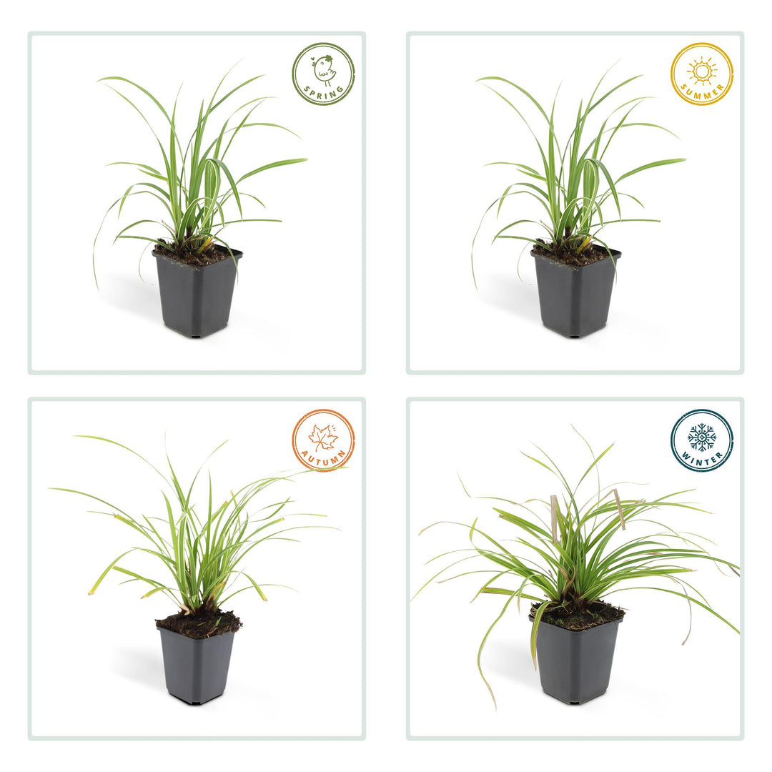 Carex Morrowii Ice Dance - Evergreen Ornamental Grass Groundcover