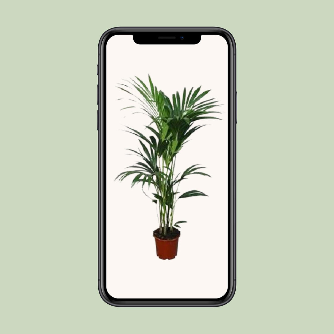 Kentia Palm Plant - Howea Forsteriana 120cm Low Light Indoor Palm