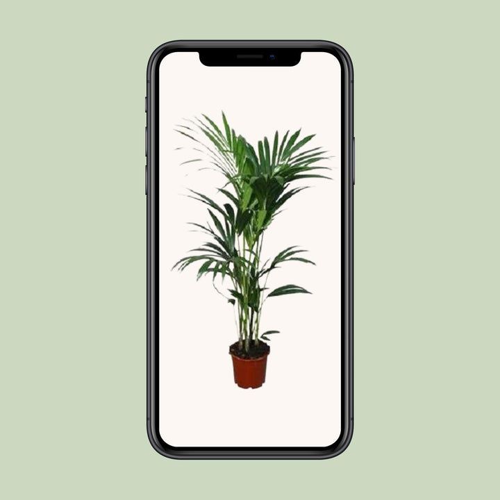 Kentia Palm Plant - Howea Forsteriana 120cm Low Light Indoor Palm