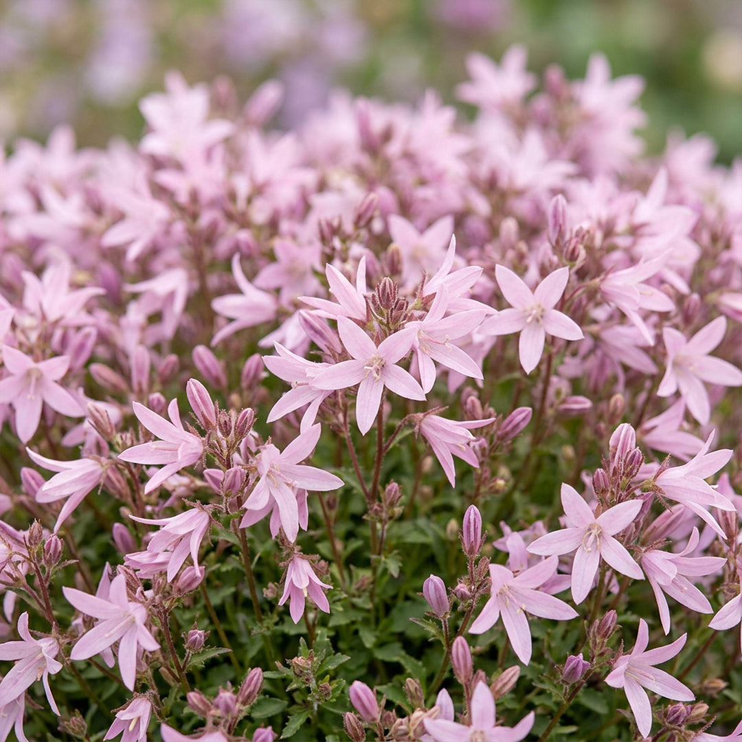 24 Campanula poscharskyana 'Lisduggan Variety' plants in 11cm pots - view 5