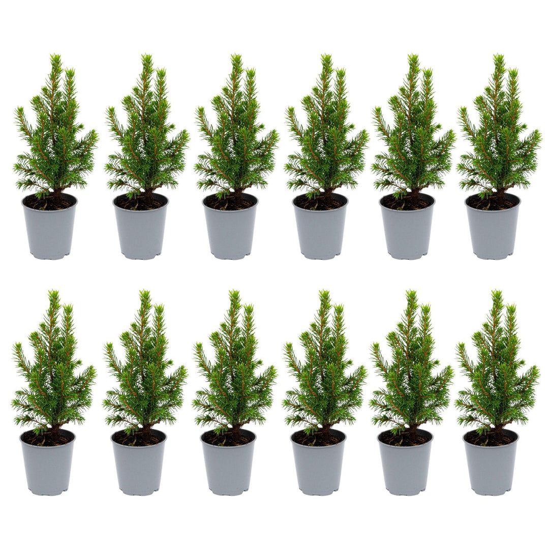 12er Set Mini Weihnachtsbaum - Picea Glauca 15-20 cm im Topf
