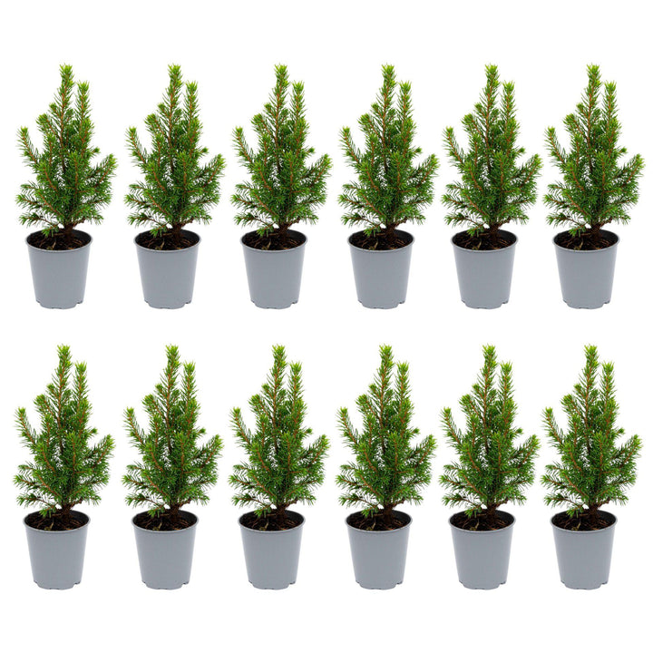 12er Set Mini Weihnachtsbaum - Picea Glauca 15-20 cm im Topf