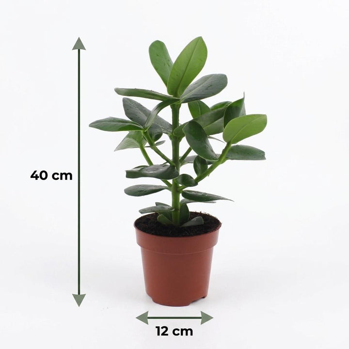 Clusia Princess - Clusia Princess - 4 Plants - Pot 12cm - Height - 40cm