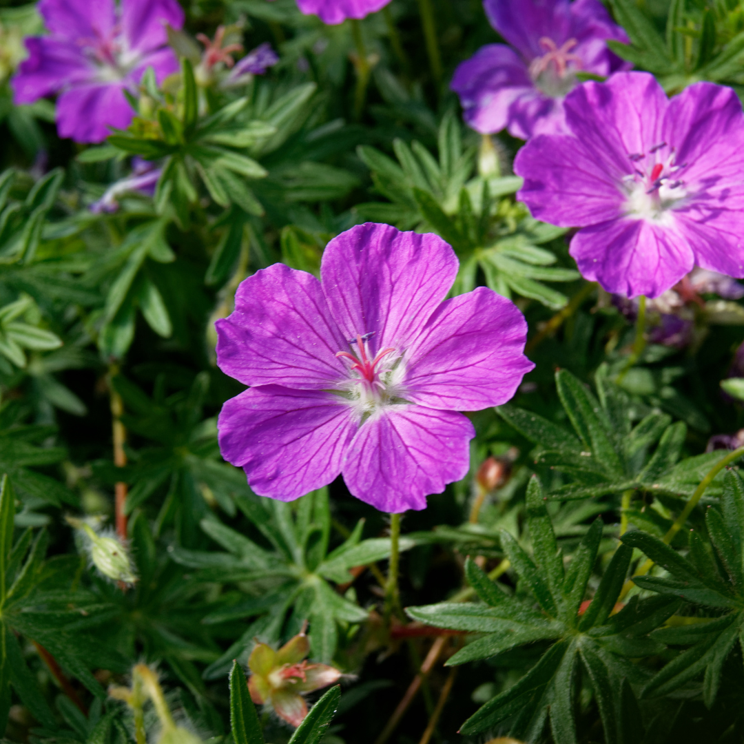 24x Geranium sanguineum - ↕10-25cm - Ø9cm