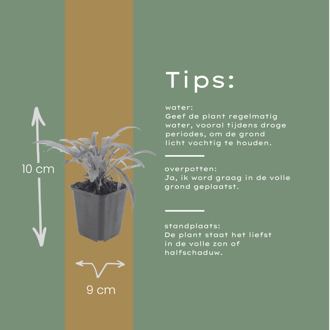 60x Campanula pers. 'Coerulea' - ↕10-25cm - Ø9cm