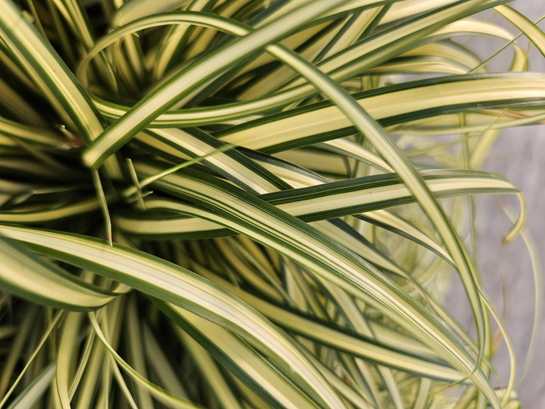 40x Carex Evergold Japanese Sedge - Variegated Gold - 9cm Pots