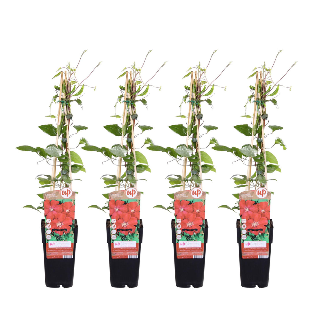 Clematis Rouge Cardinal 4x | Dramatic Large-Flowered Red Climber – Order Yours Today!