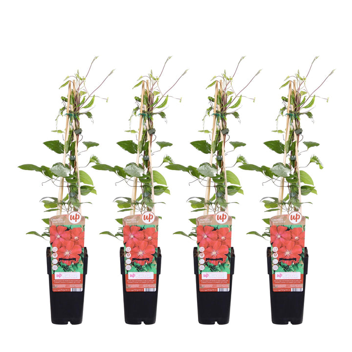 Clematis Rouge Cardinal 4x | Dramatic Large-Flowered Red Climber – Order Yours Today!