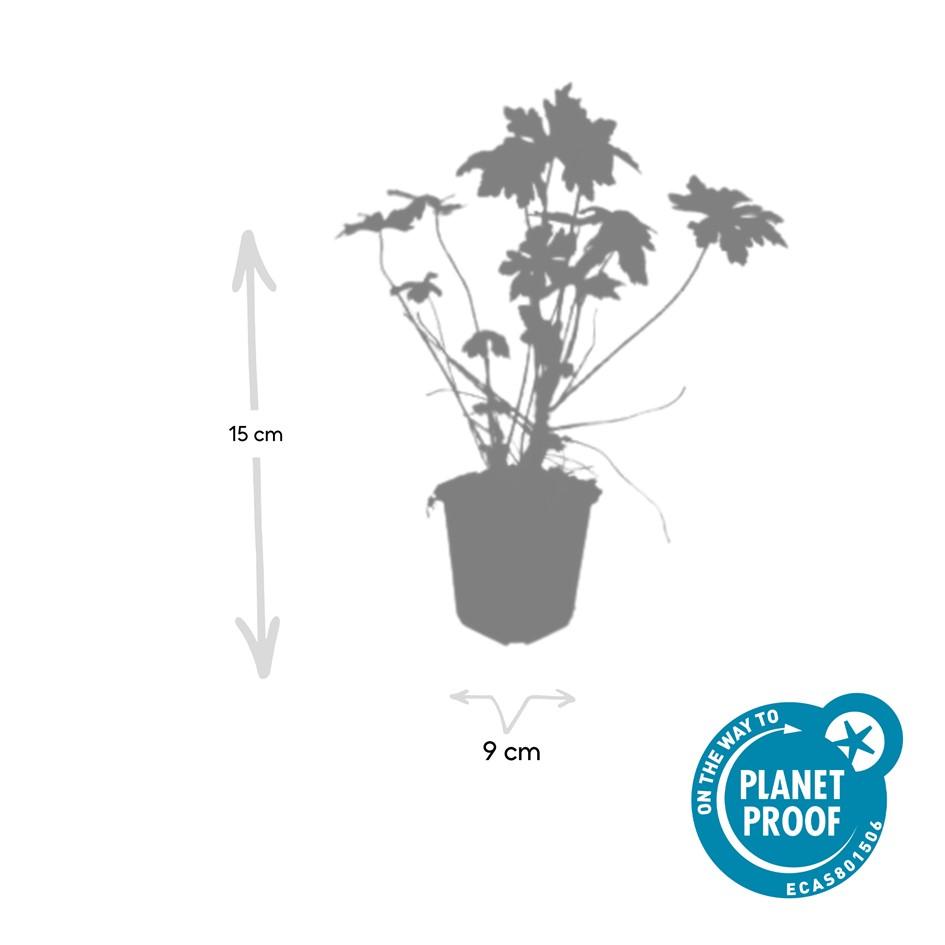 Geranium Macrorrhizum - Hardy Groundcover Plants | 60 Pack