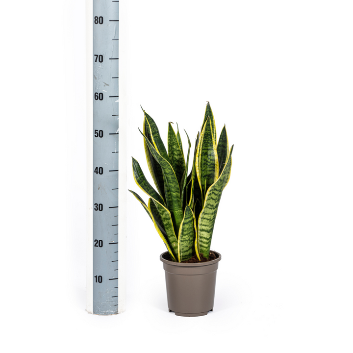 Sansevieria Trifasciata Futura Superba 45-55cm — Snake Plant in 17cm pot