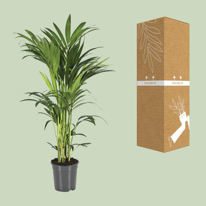 Kentia Palm Howea Forsteriana 100cm - Air Purifying Indoor Plant