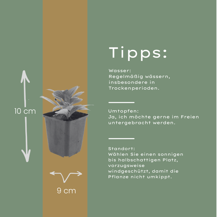 60x Aster frikartii 'Monch' - ↕10-25cm - Ø9cm
