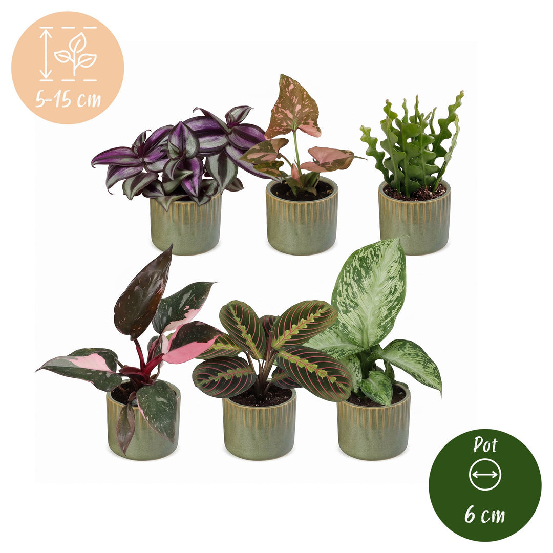 Baby Plants Surprise Box, 6 tropical plants in 6 cm pots, image 5