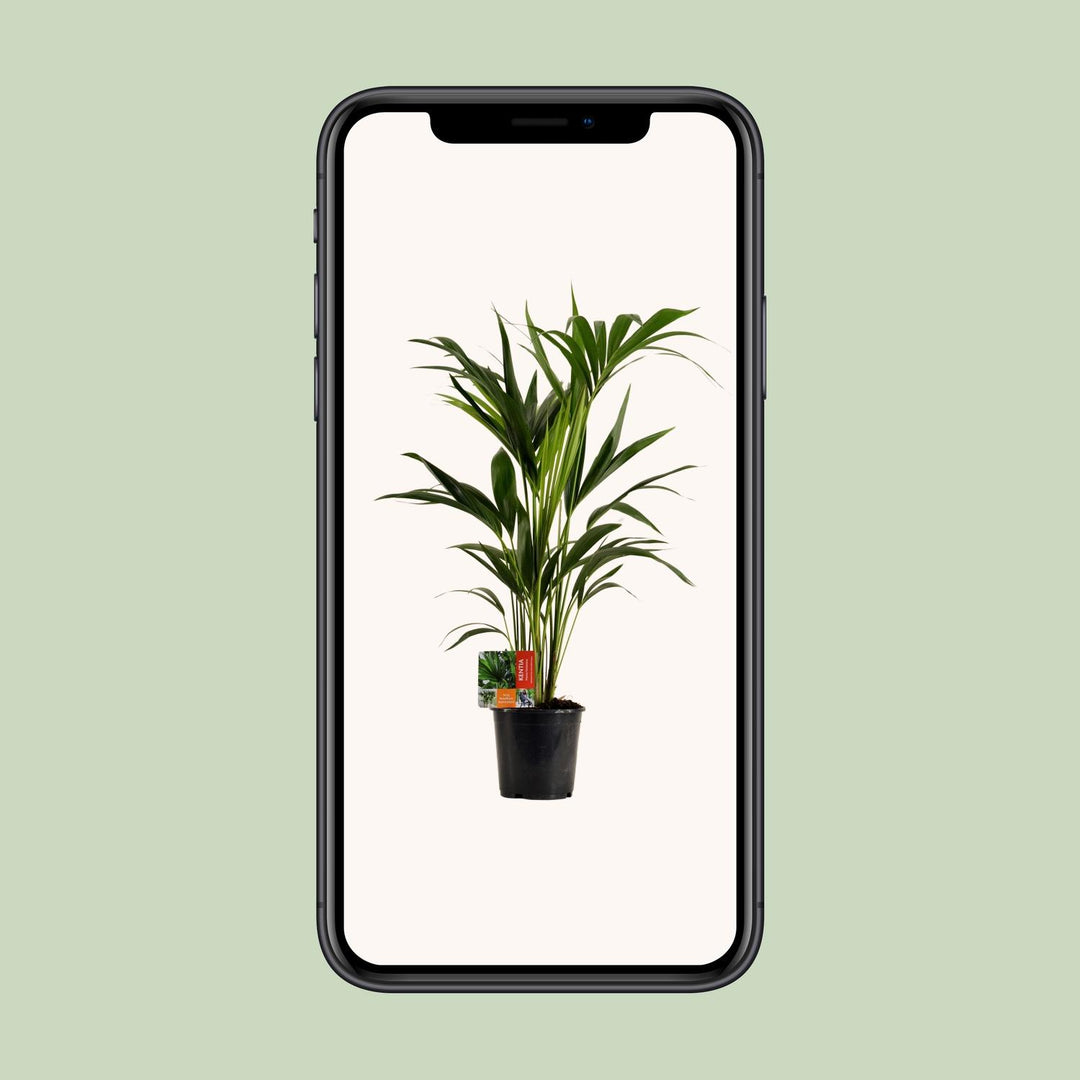 Kentia Palm Howea Forsteriana 100cm - Low Light Indoor Plant
