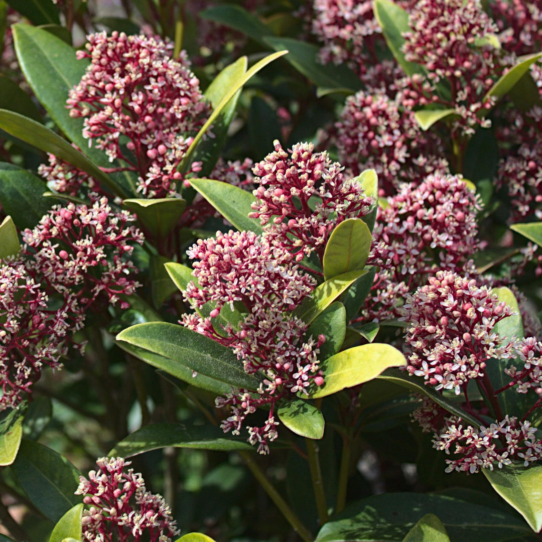 Pack of 3 Skimmia japonica 'Rubella' plants in 15cm pots, 30cm tall - view 4