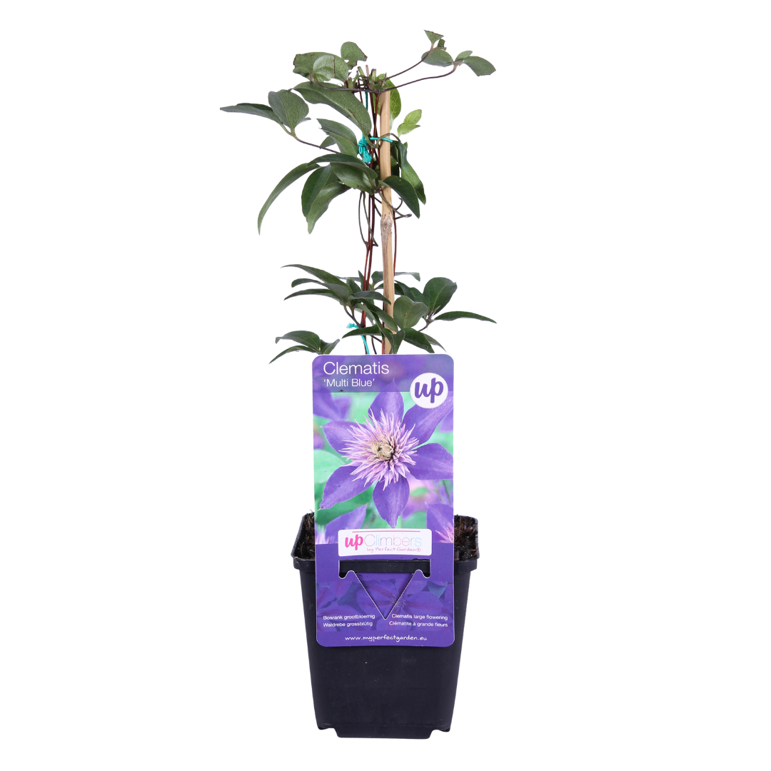 6x Clematis ‘Multi Blue’ – P9 Pot – Unique Blue Flowering Climbing Plant