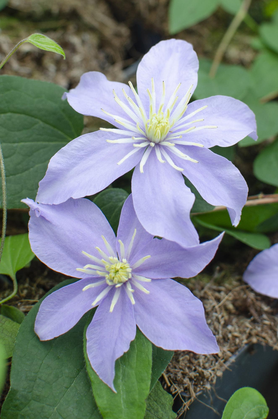 Clematis 'Justa': Stunning Large-Flowered Purple Climber – May to September Blooms!