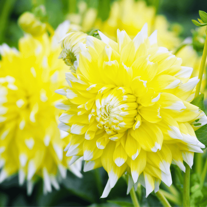 Flowerbulbs Amsterdam - 12 dahlia seattle tubers for 2 m², large flowered appearance