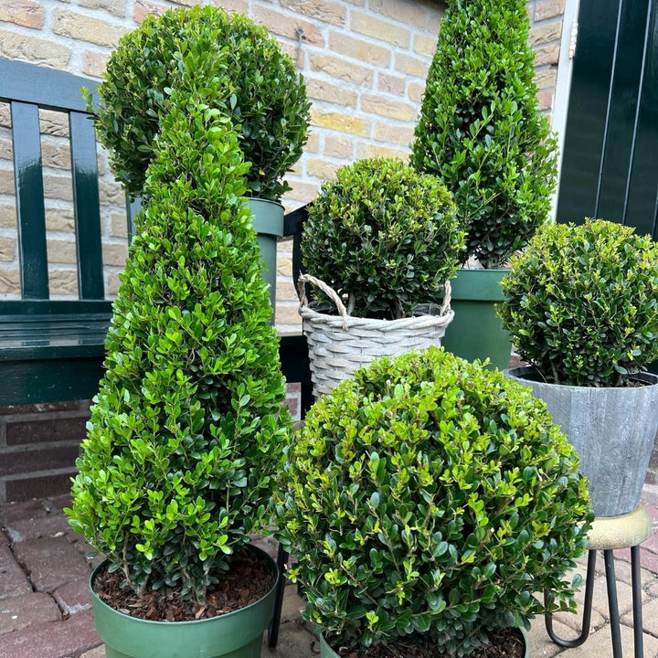 Ilex pyramide 55 cm hoog | Ø 21 cm