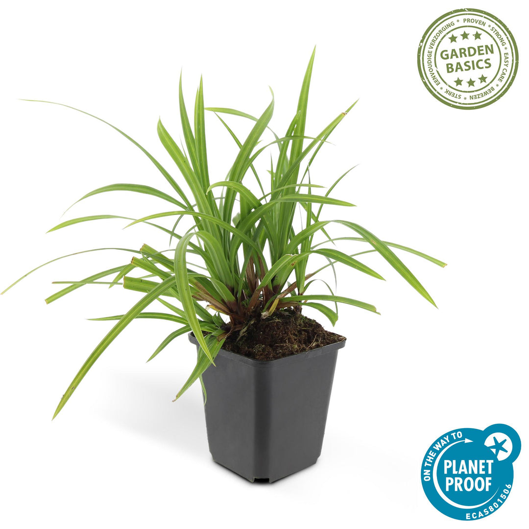 Carex Morrowi Irish Green - Evergreen Groundcover Plants 60 Pack