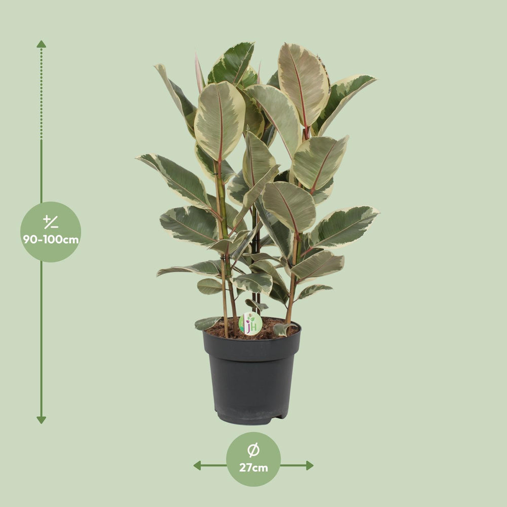 Variegated Ficus Tineke Rubber Plant in a 27cm pot, featuring green and cream leaves, by Everspring.
