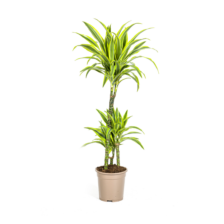 Dracaena Deremensis Lemon Lime 90-110cm — Dragon Tree in 21cm pot