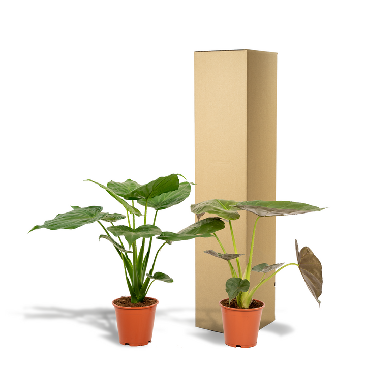 Alocasia Cucullata & Wentii Mix - Air Purifying Indoor Plants