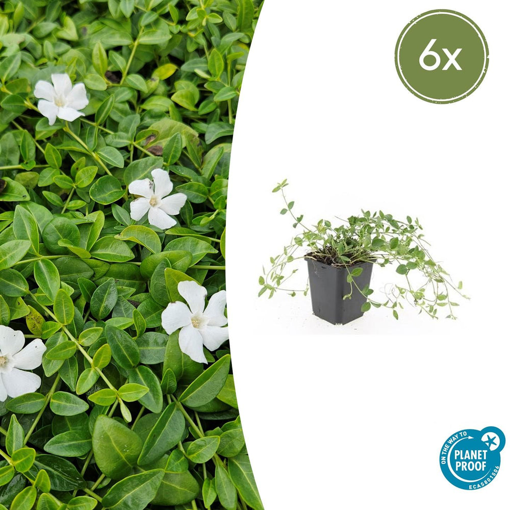 Trailing evergreen ground-cover with blue flowers close-up of 6x Vinca minor 'Gertrude Jekyll' - ↕10-25cm - Ø9cm