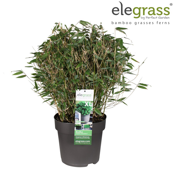 Fargesia Moontears Bamboo - Boxwood Alternative Hedge Plant