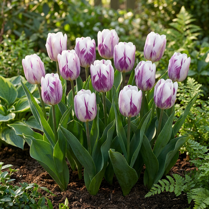 120x Tulipa Flaming Flag - Tulipe Flaming Flag - Blanc et Violet - Floraison printanière - Calibre 11/12