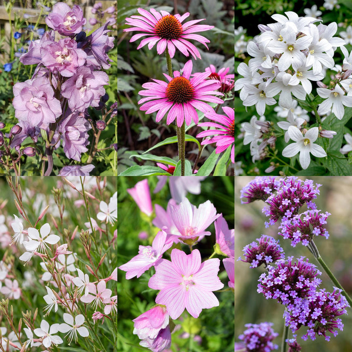 Border pack of 24 mixed perennials in 11cm pots, bee and butterfly theme - view 5