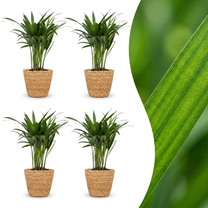 Areca Lutescens - Areca Palm - 4 Plants - with Basket - Pot 12cm - Height - 45cm