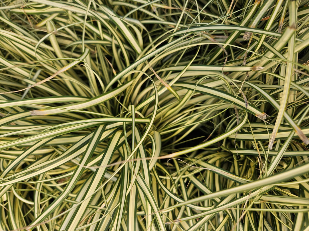 Carex Evergold Japanese Sedge 24-Pack | Gold Variegated Evergreen