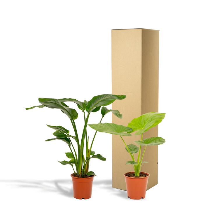 Strelitzia Nicolai (Giant Bird of Paradise): Majestic, Lush &amp; Easy Care!