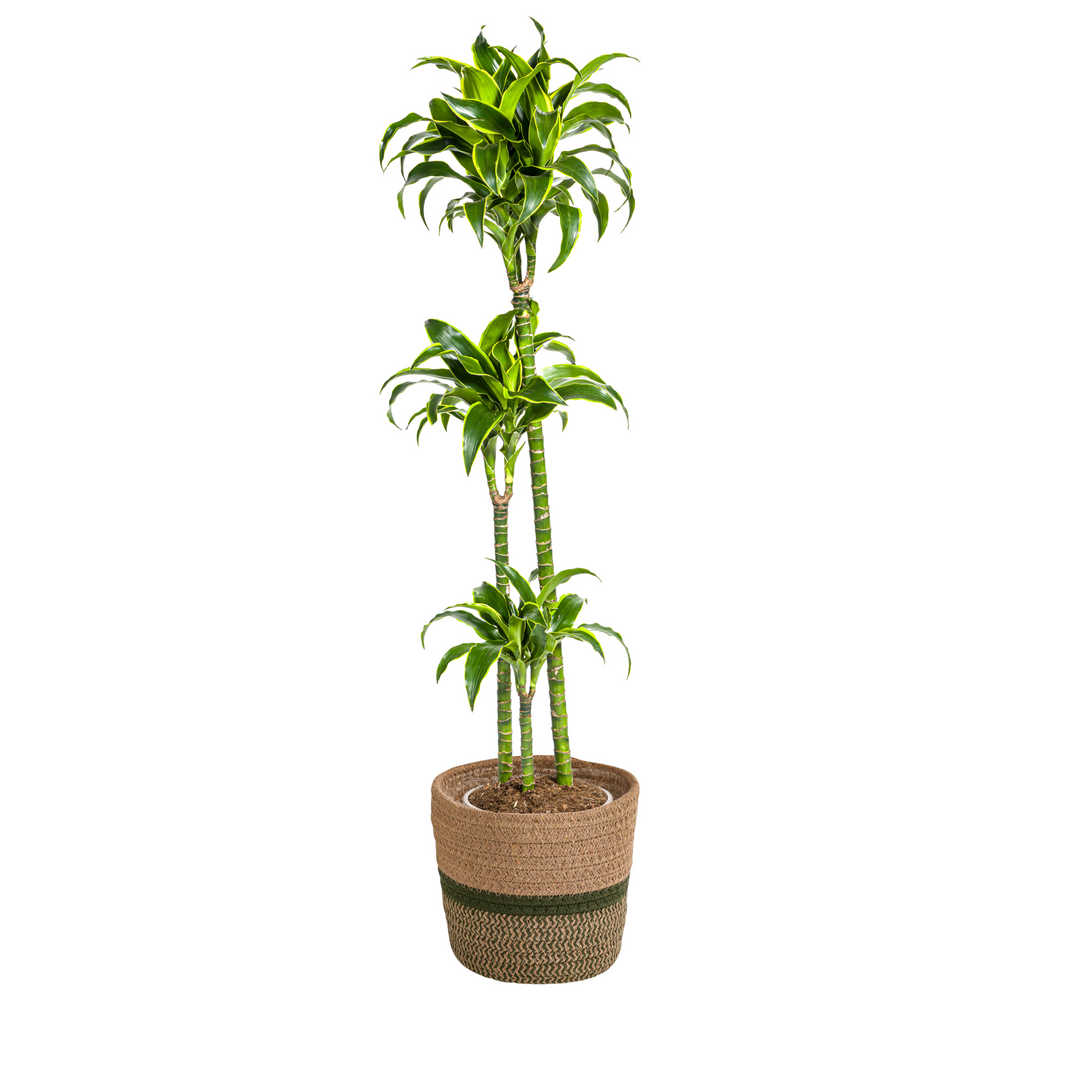 Dracaena Deremensis Dorado 120-140cm - Dark Green with Yellow Edge