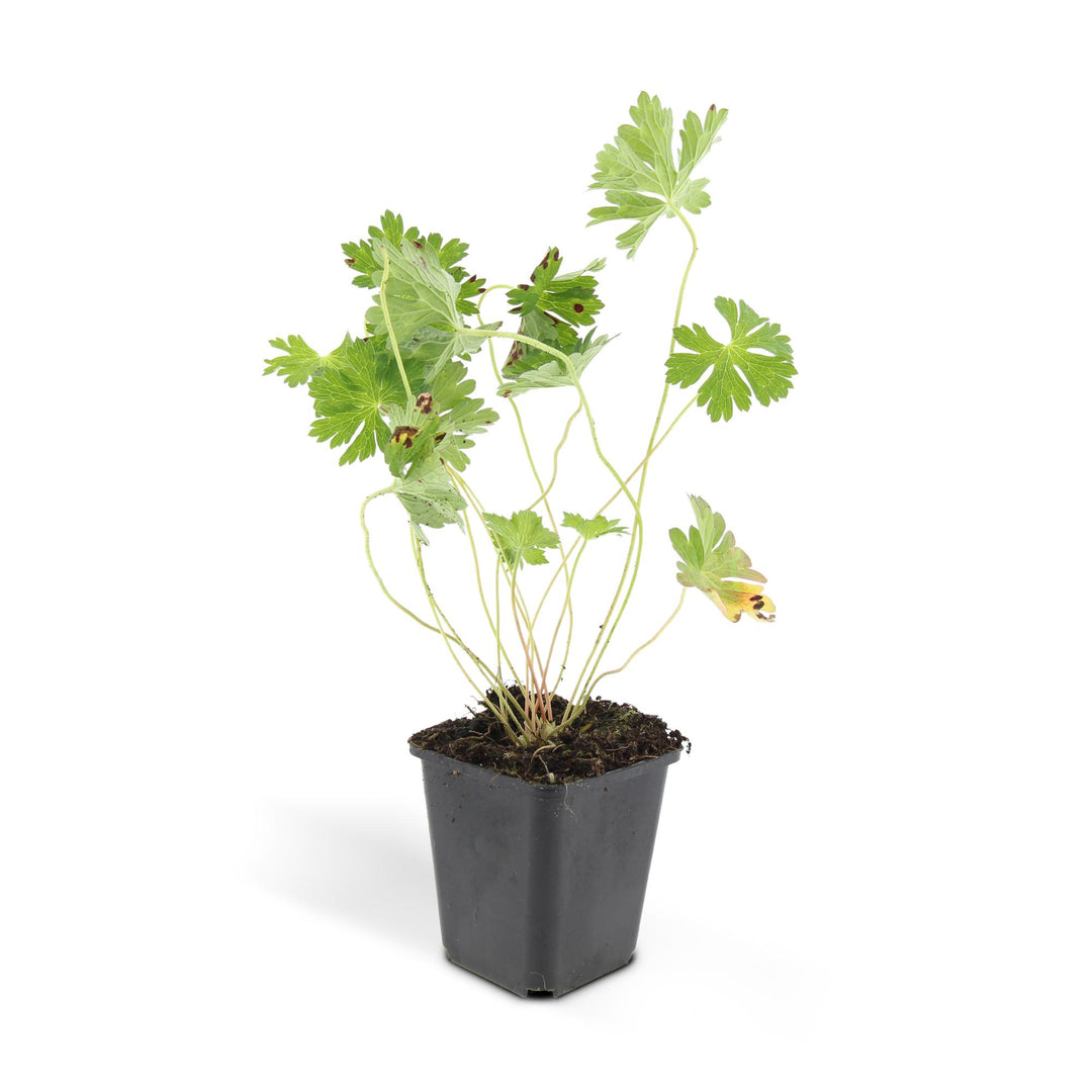 Geranium Rozanne plants with vibrant blue flowers, ideal for groundcover and container gardening, by Everspring.
