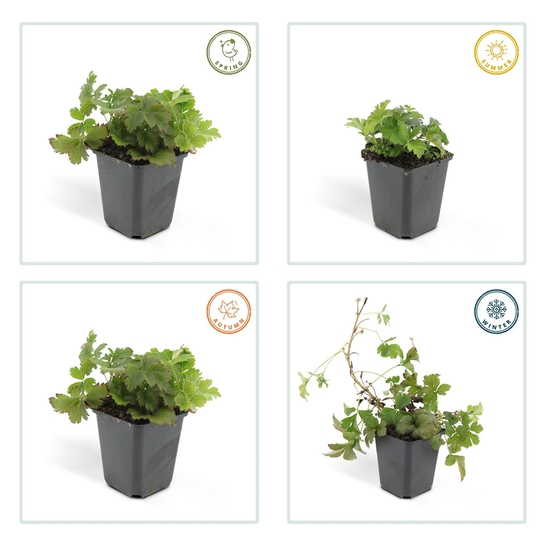 48x Waldsteinia Ternata Ground Cover Plants - Yellow Flowering 9cm