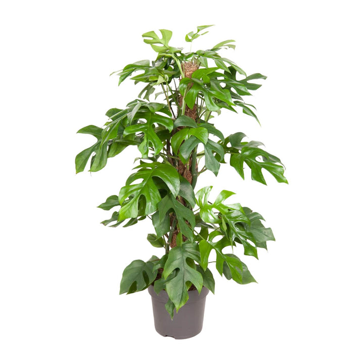 Monstera Minima Plant 80cm - Mini Monstera Swiss Cheese Plant 19cm Pot