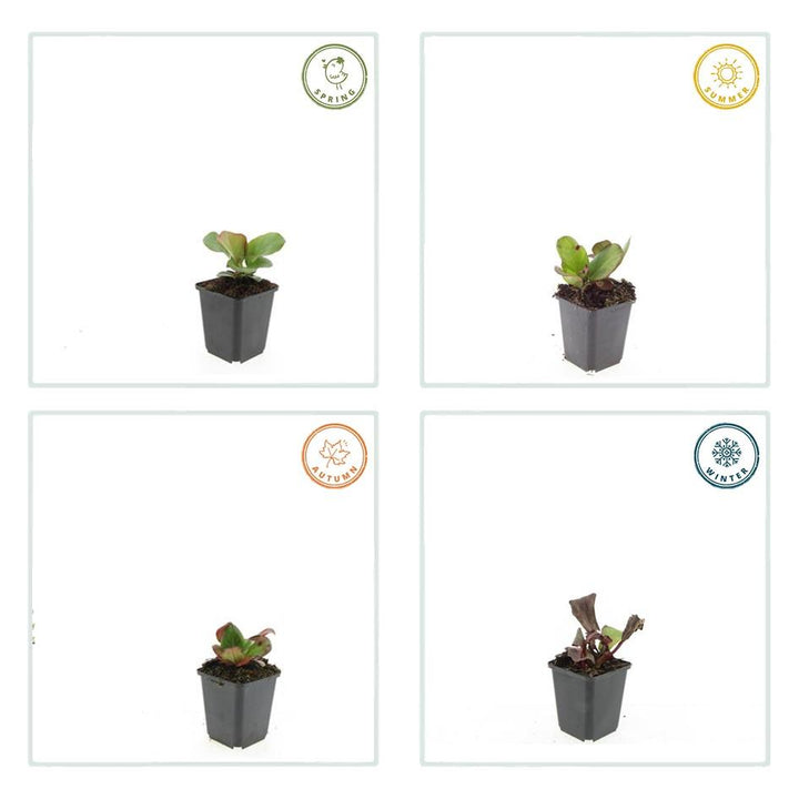 Bergenia cordifolia 'Herbstblüte' 40 Pack - Pink Flowering Ground Cover 9cm Pots