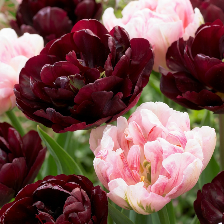 96x Tulipa Sweet Desire mix - Tulipe Sweet Desire mix - Divers - Floraison printanière - Calibre 11/12