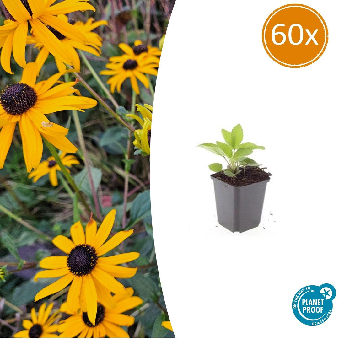 60x Rudbeckia fulgida 'Goldsturm' - Golden Yellow Perennial - 9cm Pot