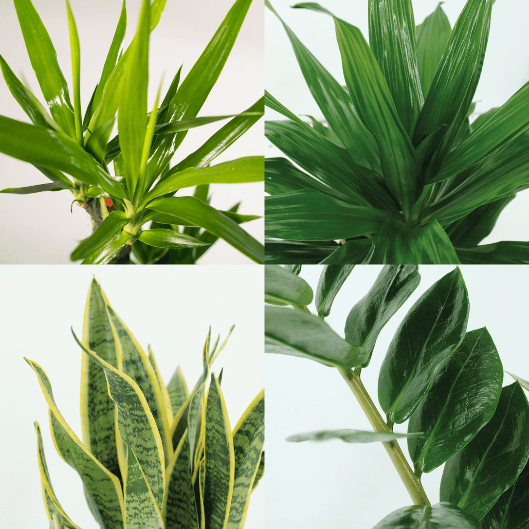 Low Maintenance Houseplant Set - 4 Easy Care Indoor Plants