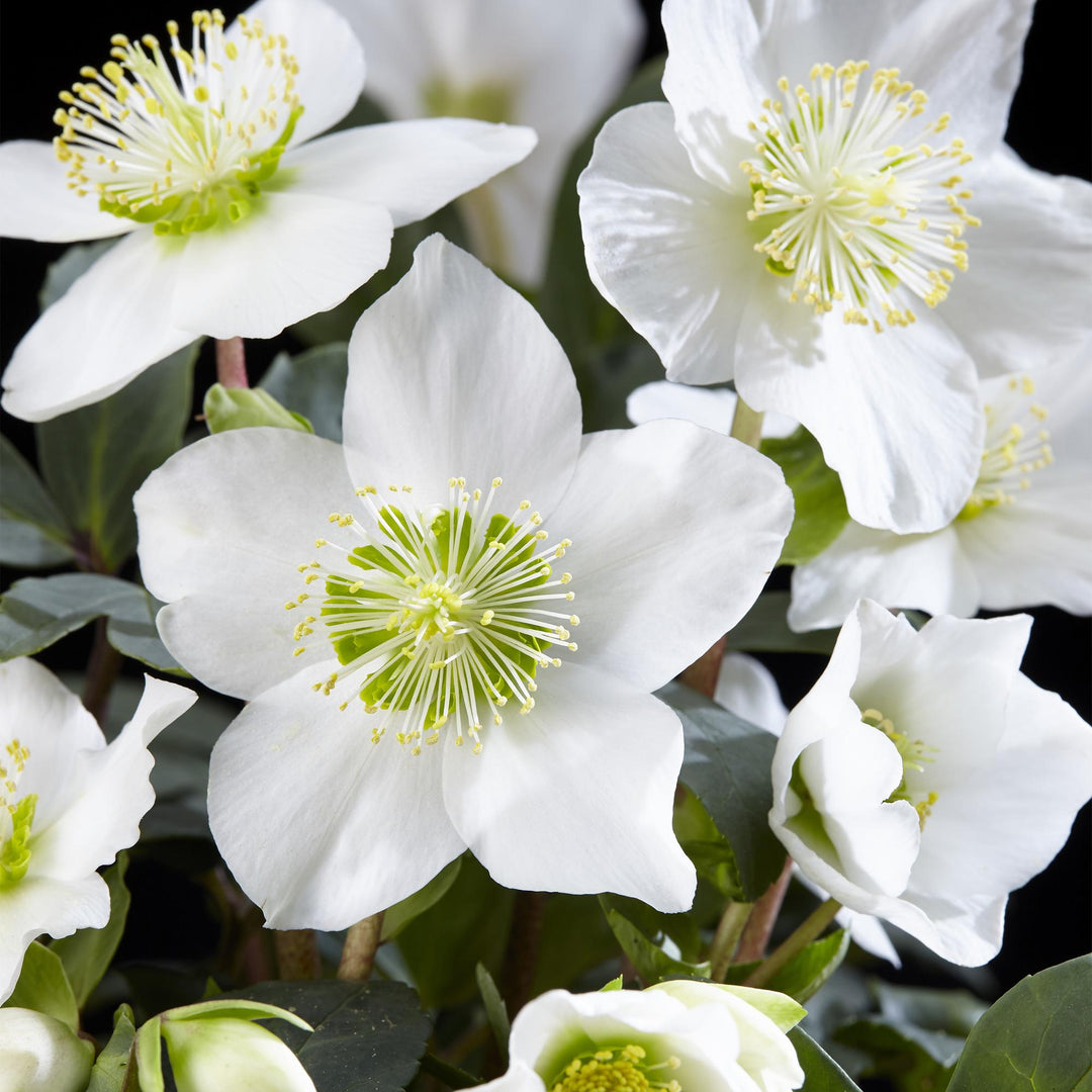 2x Helleborus niger 'Christmas Carol' Christmas Rose in 14cm pots - view 4